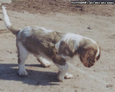 Cavalier King Charles Spaniel Luzy