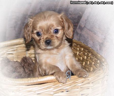 Cavalier King Charles Spaniel Kleine Neele ganz groß - Ausflug in die Welt mit 7 Wochen