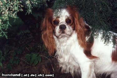 Cavalier King Charles Spaniel Baster Aldaha Gold