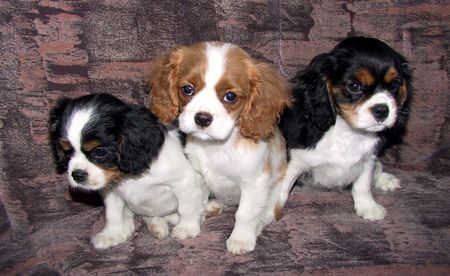 Cavalier King Charles Spaniel Unsere süßen 