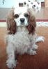 Cavalier King Charles Spaniel Hund