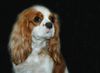 Cavalier King Charles Spaniel Hund