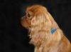 Cavalier King Charles Spaniel Hund