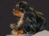 Cavalier King Charles Spaniel Hund