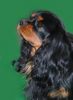 Cavalier King Charles Spaniel Hund