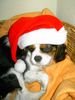 Cavalier King Charles Spaniel Hund