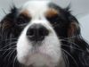 Cavalier King Charles Spaniel Hund