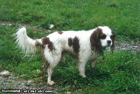 Cavalier King Charles Spaniel Sesto, toller Kamerad und Sportler