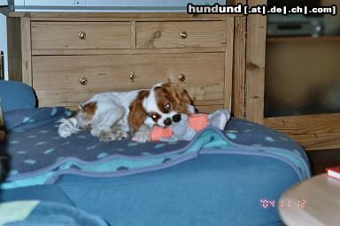 Cavalier King Charles Spaniel Grrrr - gleich fress ich Dich