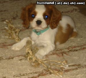 Cavalier King Charles Spaniel