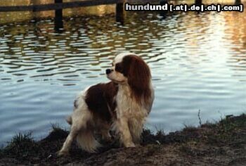 Cavalier King Charles Spaniel Baster Aldaha Gold