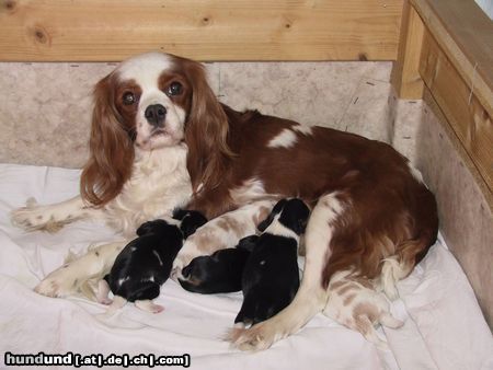 Cavalier King Charles Spaniel Wir haben Nachwuchs! Abgabe ab Mai´03