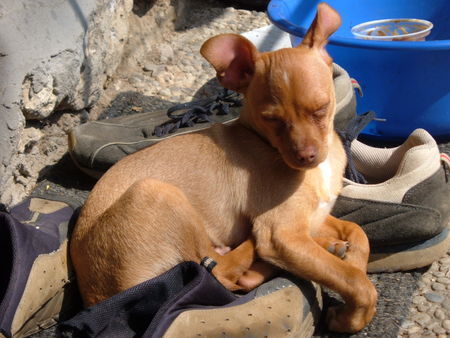 Chihuahua kurzhaariger Schlag Rocky der Schmuser