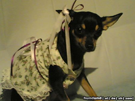 Chihuahua kurzhaariger Schlag Prinzessin gina