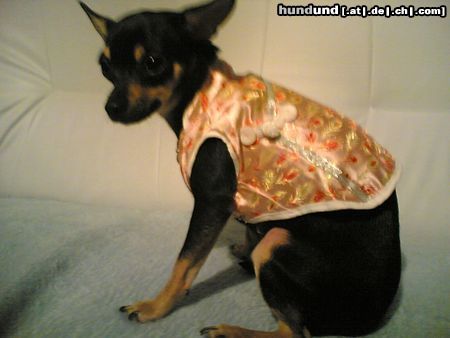 Chihuahua kurzhaariger Schlag Die Asiatische prinzessin