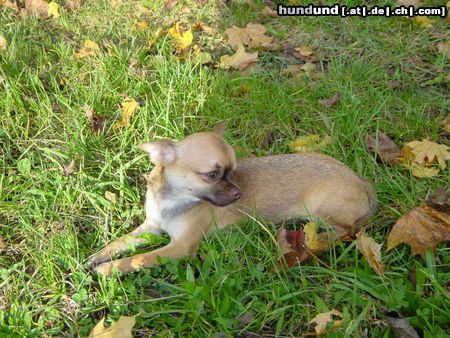 Chihuahua kurzhaariger Schlag Herbstfoto, Jabalina vom Hause Lutzina, 10 Monate alt