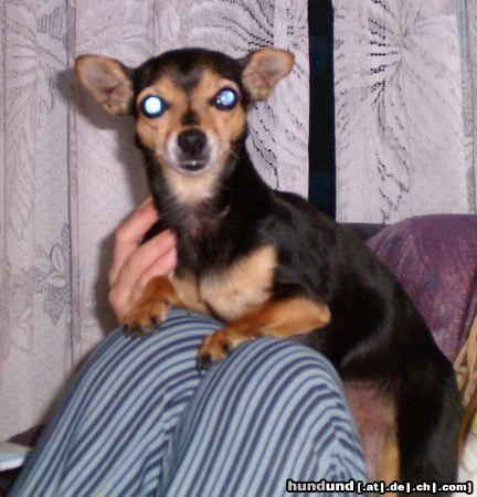 Chihuahua kurzhaariger Schlag Cindy