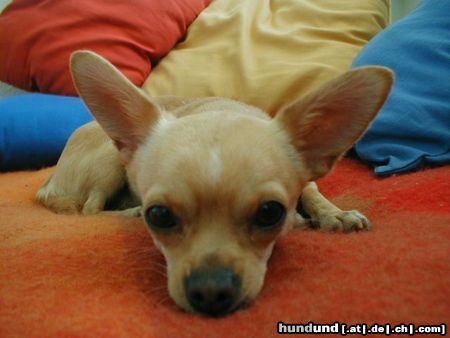 Chihuahua kurzhaariger Schlag Unser kleiner Schmusezwerg Fino