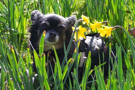 Chihuahua langhaariger Schlag an einem schönen Frühlingstag