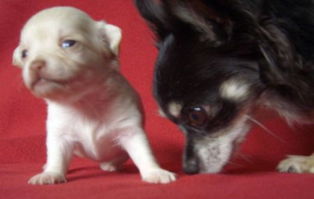 Chihuahua langhaariger Schlag mama + baby