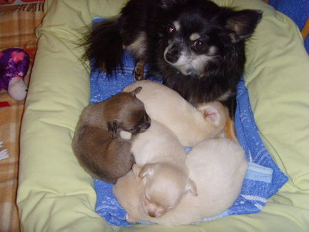 Chihuahua langhaariger Schlag polly und ihre babys