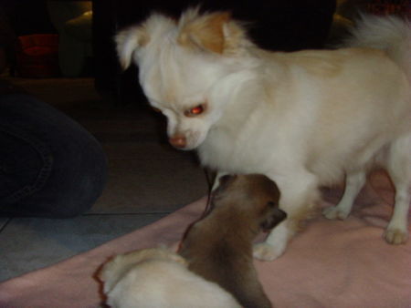 Chihuahua langhaariger Schlag jack und seine babys