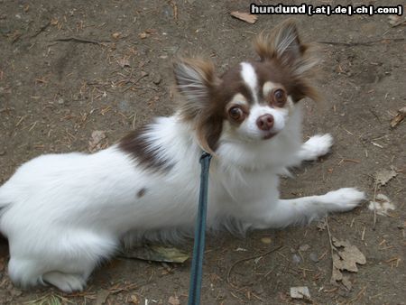 Chihuahua langhaariger Schlag Unser kleiner Haudegen Trolli.