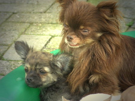 Chihuahua langhaariger Schlag seltene Farbschönheiten-schaut unter;