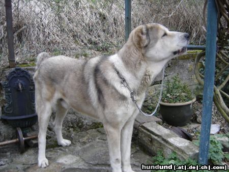 Chihuahua langhaariger Schlag Leo-Koenig des Hauses