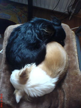 Chihuahua langhaariger Schlag Yin und Yang- Nita und Cedric