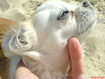 Chihuahua langhaariger Schlag  Nitchen am Strand