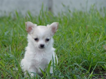 Chihuahua langhaariger Schlag gigi 