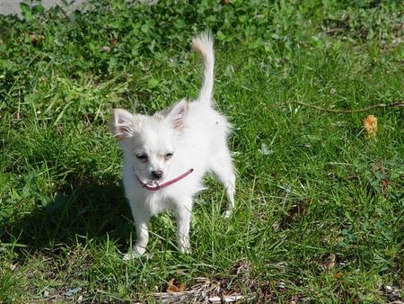 Chihuahua langhaariger Schlag gigi mit 5 monaten 