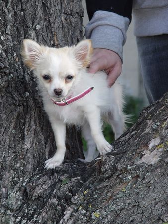 Chihuahua langhaariger Schlag gigi mit 5 monaten 