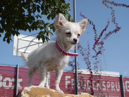 Chihuahua langhaariger Schlag gigi mit 5 monaten 