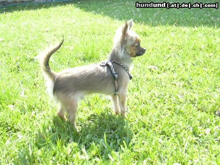 Chihuahua langhaariger Schlag Unser Charly mit 5 monaten