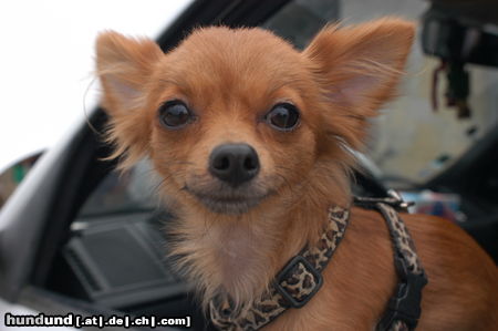 Chihuahua langhaariger Schlag Tanja am Fenster