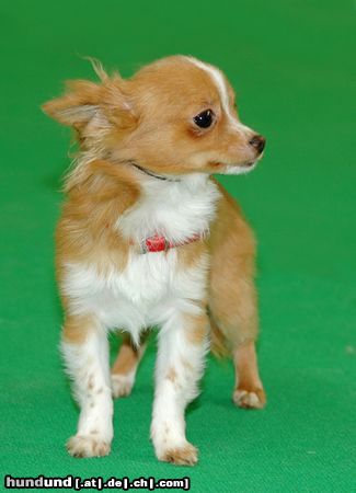 Chihuahua langhaariger Schlag auf dem Hundeplatz