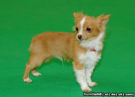 Chihuahua langhaariger Schlag auf dem Hundeplatz