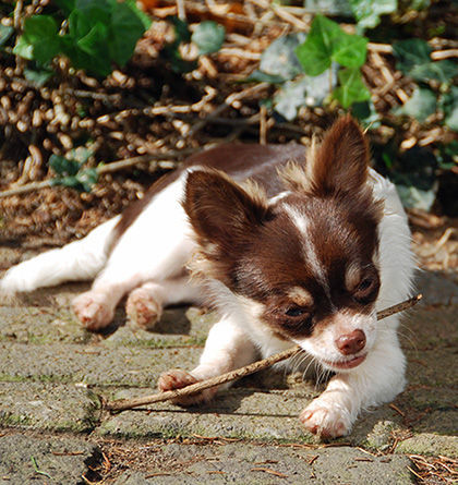 Chihuahua langhaariger Schlag Swenky