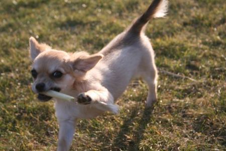 Chihuahua langhaariger Schlag Emma 4 Monate