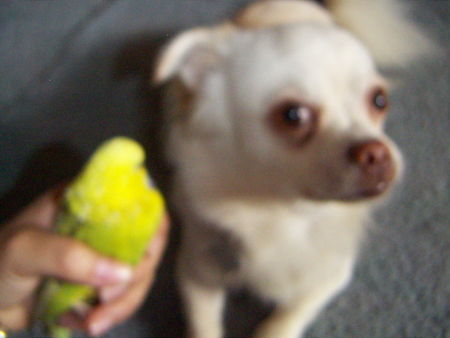 Chihuahua langhaariger Schlag Komischer Vogel