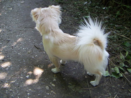 Chihuahua langhaariger Schlag Wer kommt den da???