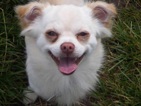 Chihuahua langhaariger Schlag Smile !!