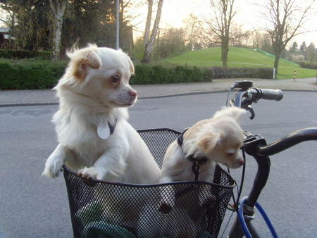 Chihuahua langhaariger Schlag Vater und Sohn