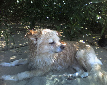 Chihuahua langhaariger Schlag Lulu am Strand.