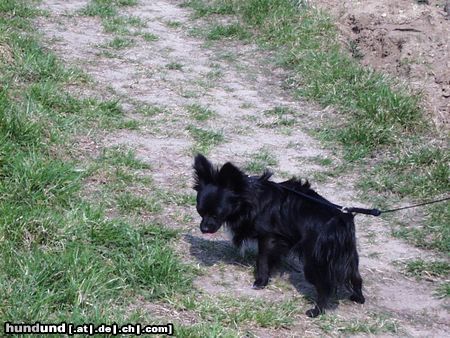 Chihuahua langhaariger Schlag Tommy