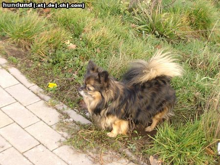 Chihuahua langhaariger Schlag Schön viel frische Luft