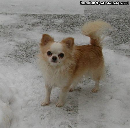 Chihuahua langhaariger Schlag Dt., VDH-Ch. Murmur Golden Kismet