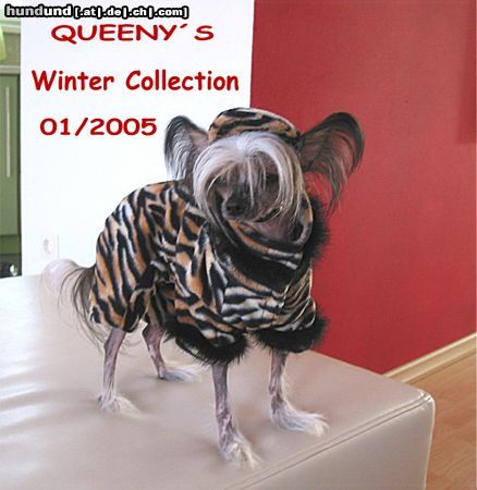 Chinesischer Schopfhund Hairless-Schlag Queeny`s Winter-Collection